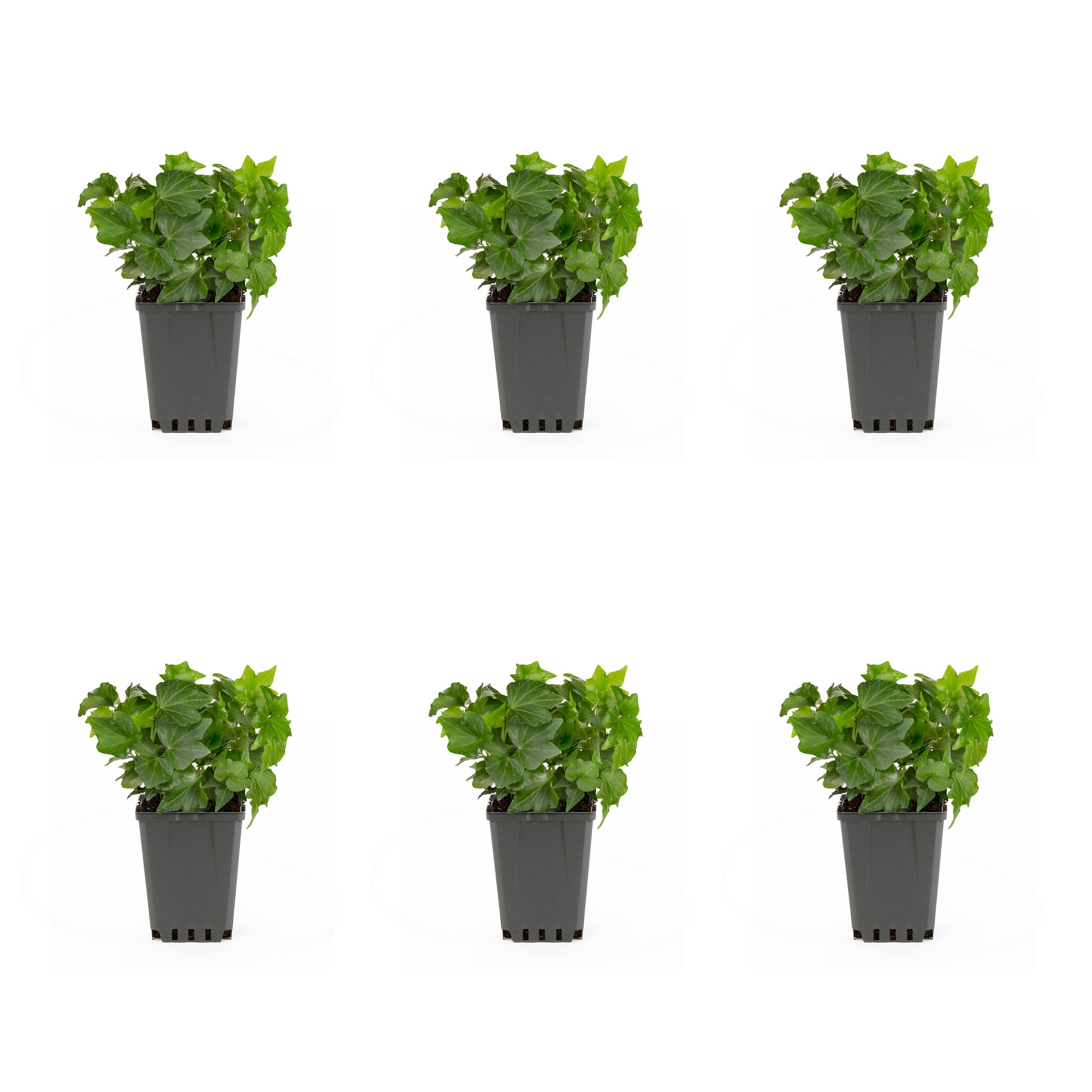 Metrolina Greenhouses 78822 Accent English Ivy in 1-Pint Pot 6-Pack