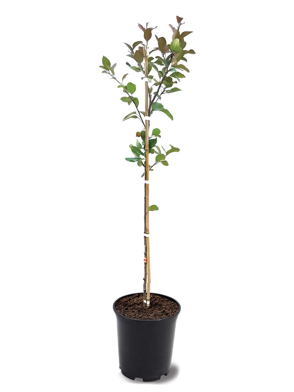 Southern Planters CRAPRO01G 1-Gallon Pink Flowering Profusion Crabapple In Pot (With Soil)