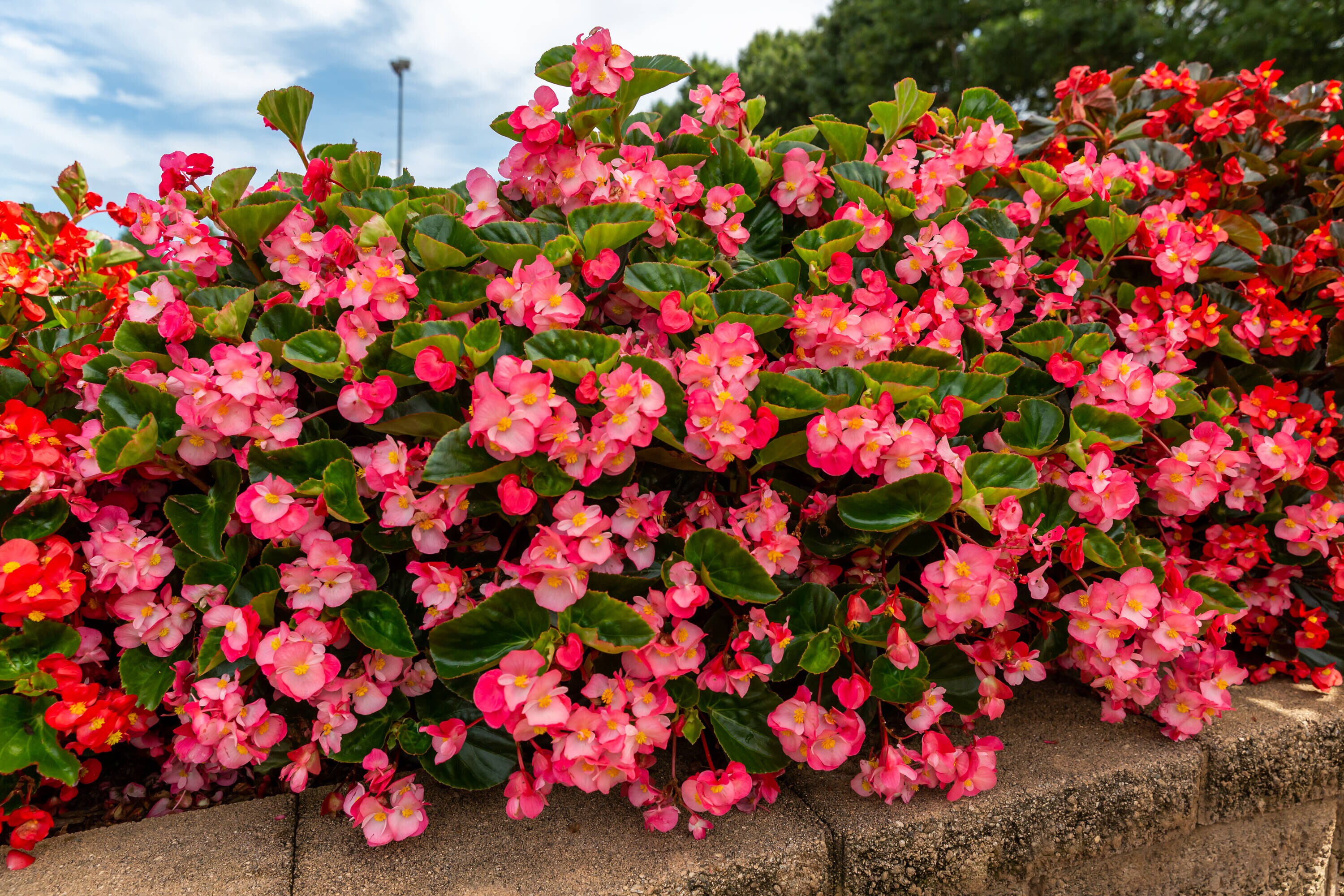 Monrovia 4985 annuals - View #4