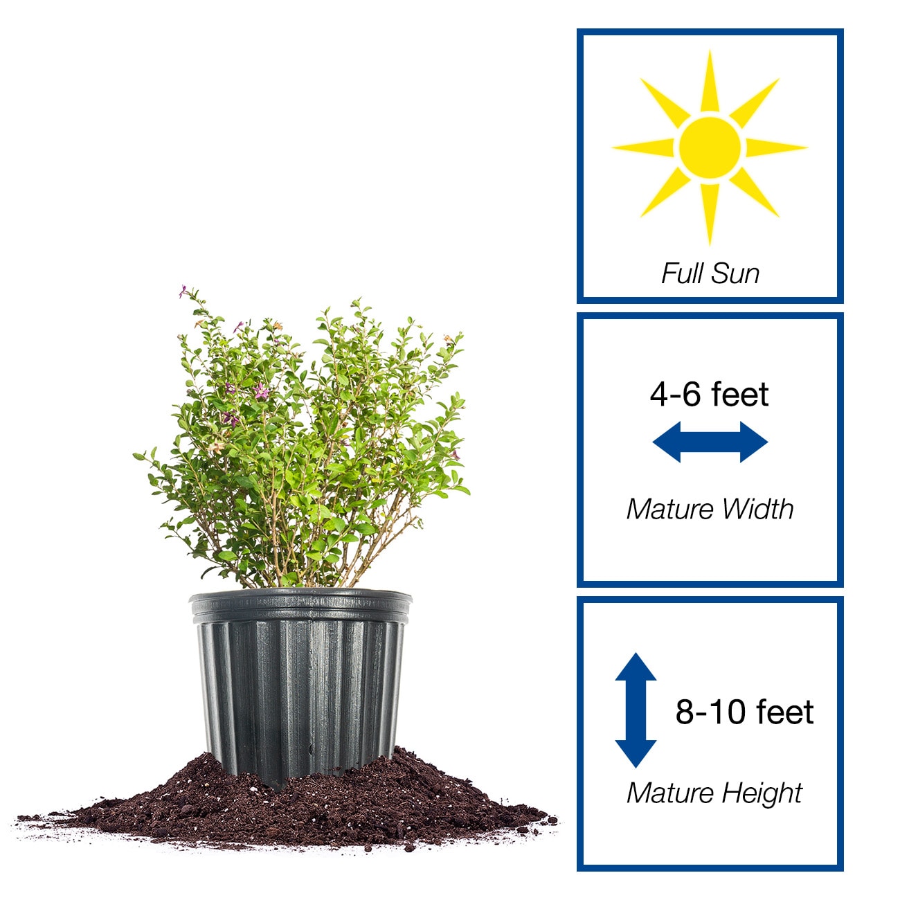 Perfect Plants LOGOJIBERRY1G shrubs - View #2