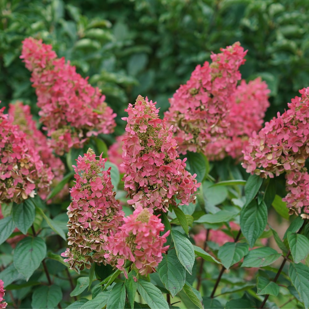 Perfect Plants LOPINKYWINKY3G shrubs - View #2