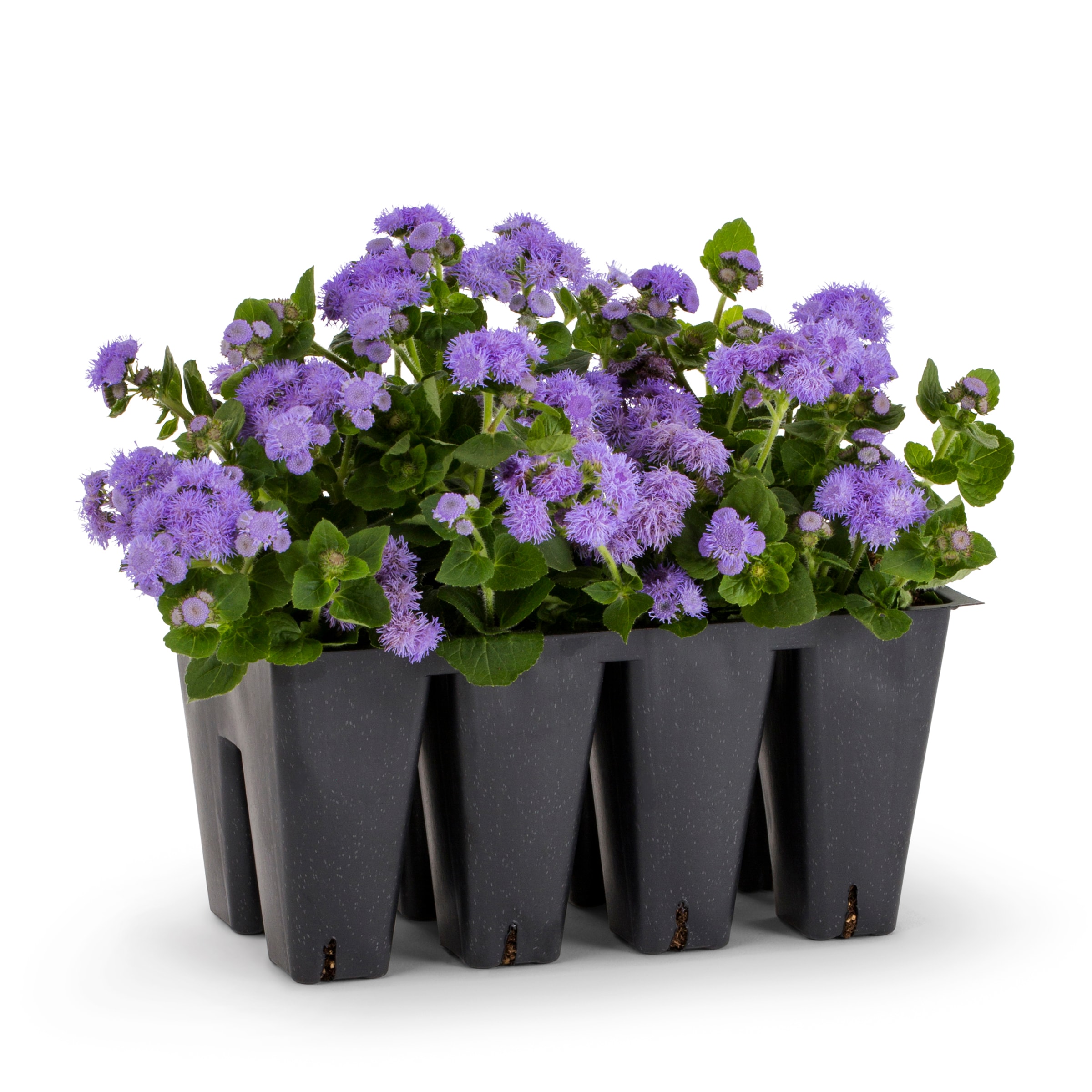 Lowe's 1612968 Ageratum in 8 -Pack