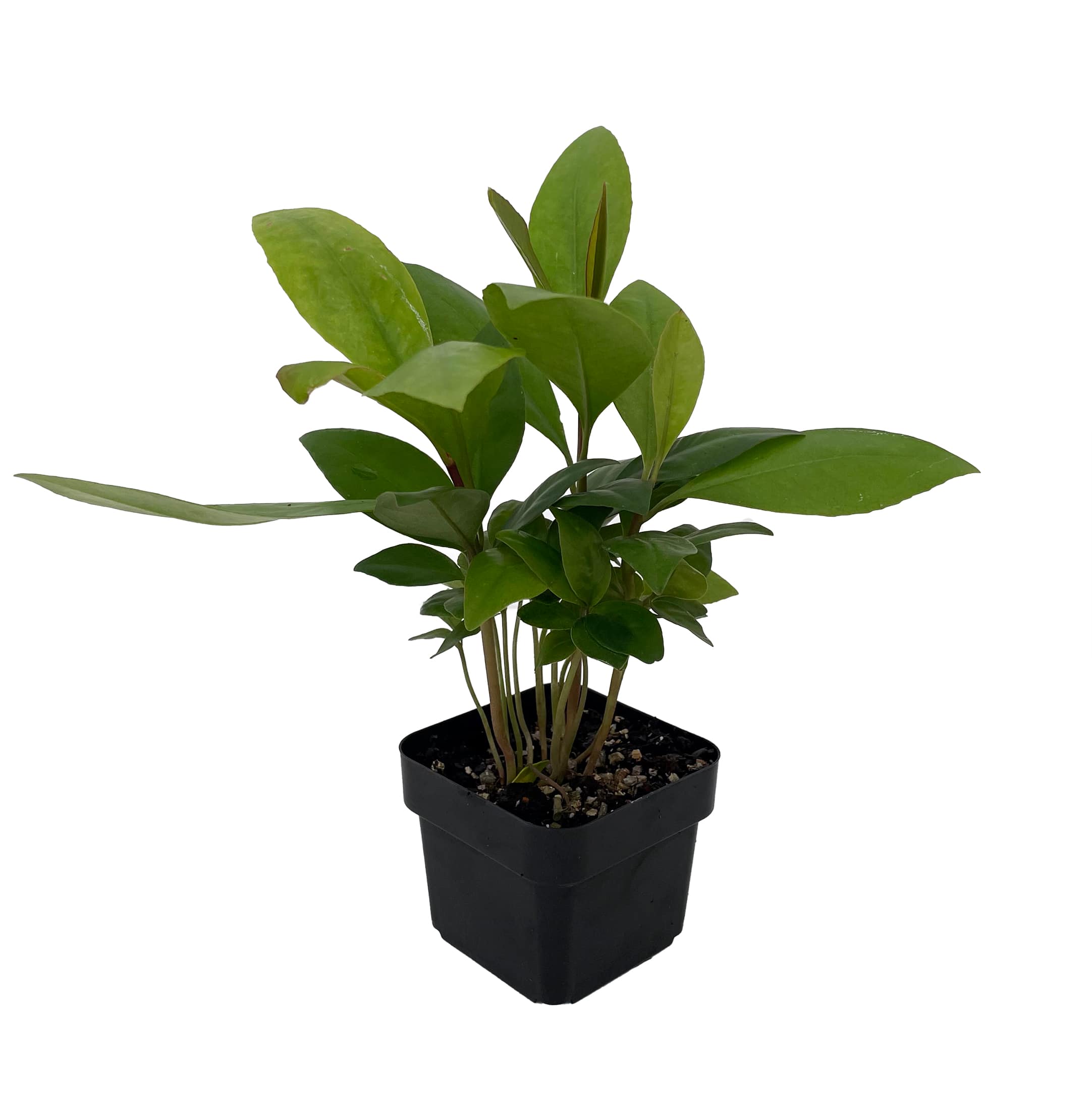 small plant stand indoor Rattan Indoor Plant Stand, Small, Natural
