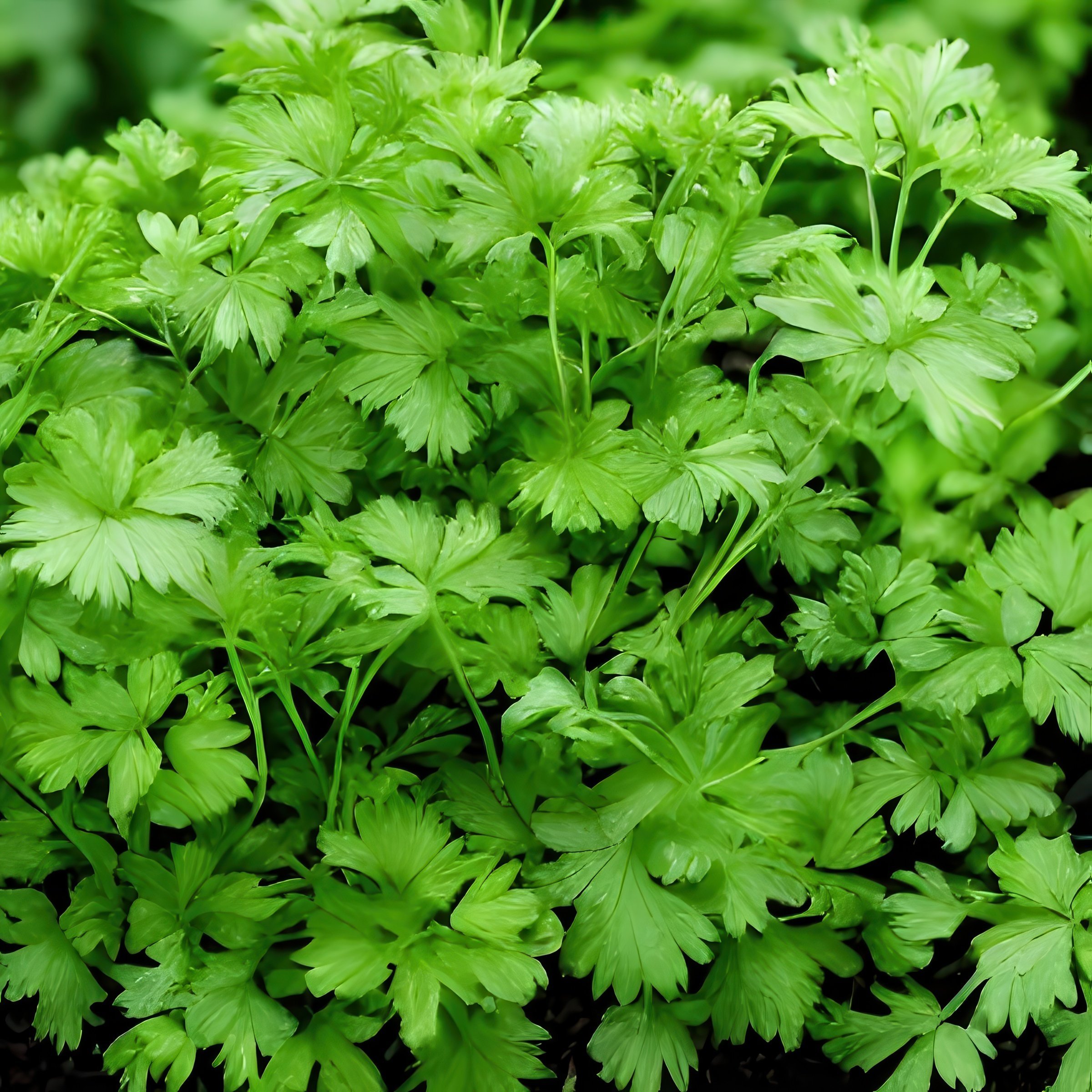National Plant Network LW2592 Herb-Plants - View #11