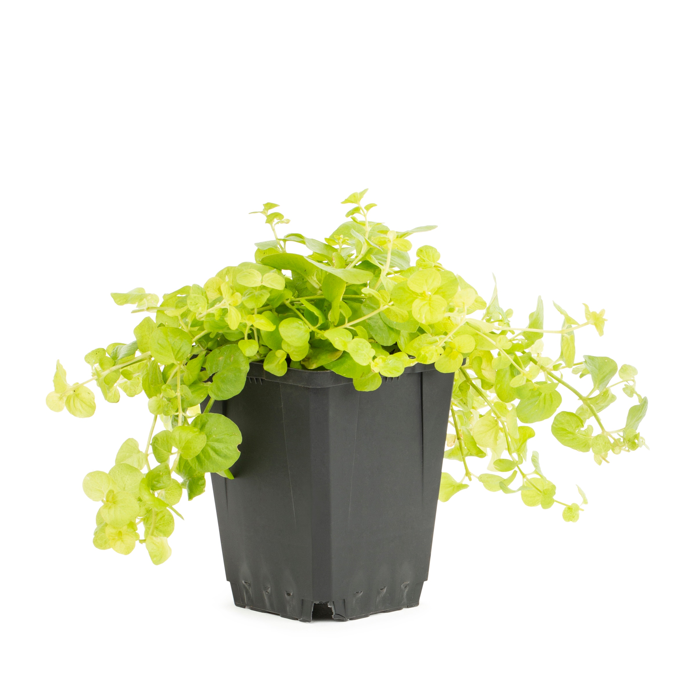 Lysmachia Plants, Bulbs & Seeds At Lowes.com