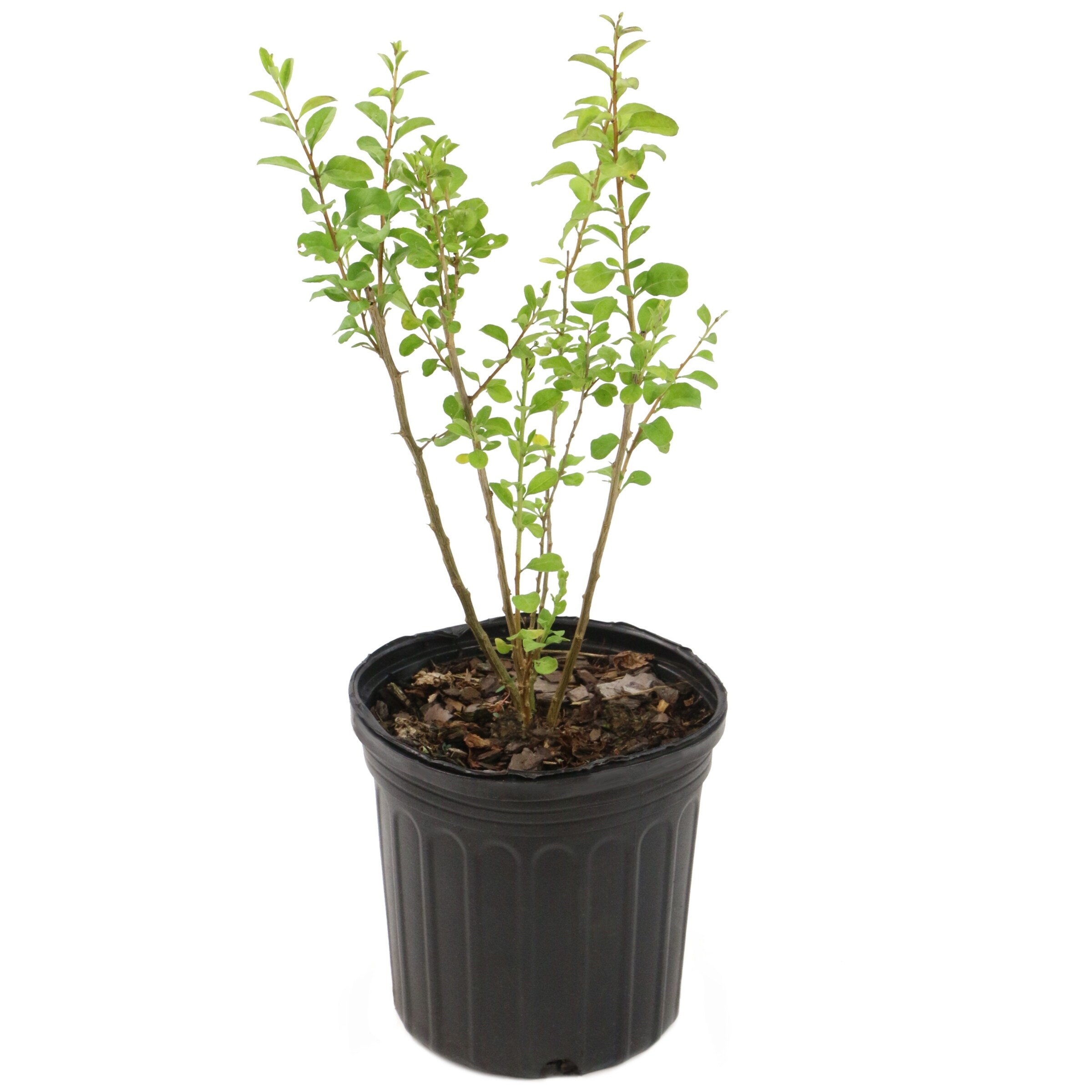 National Plant Network LW1842 shrubs - View #9
