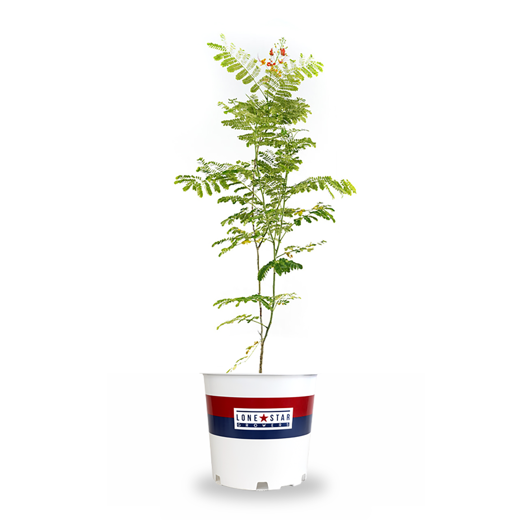 Lowe's 3615117 Pride of Barbados' Bird of Paradise Flowering Shrub in 2 -Gallon Pot 1 -Pack with Multicolor Blooms