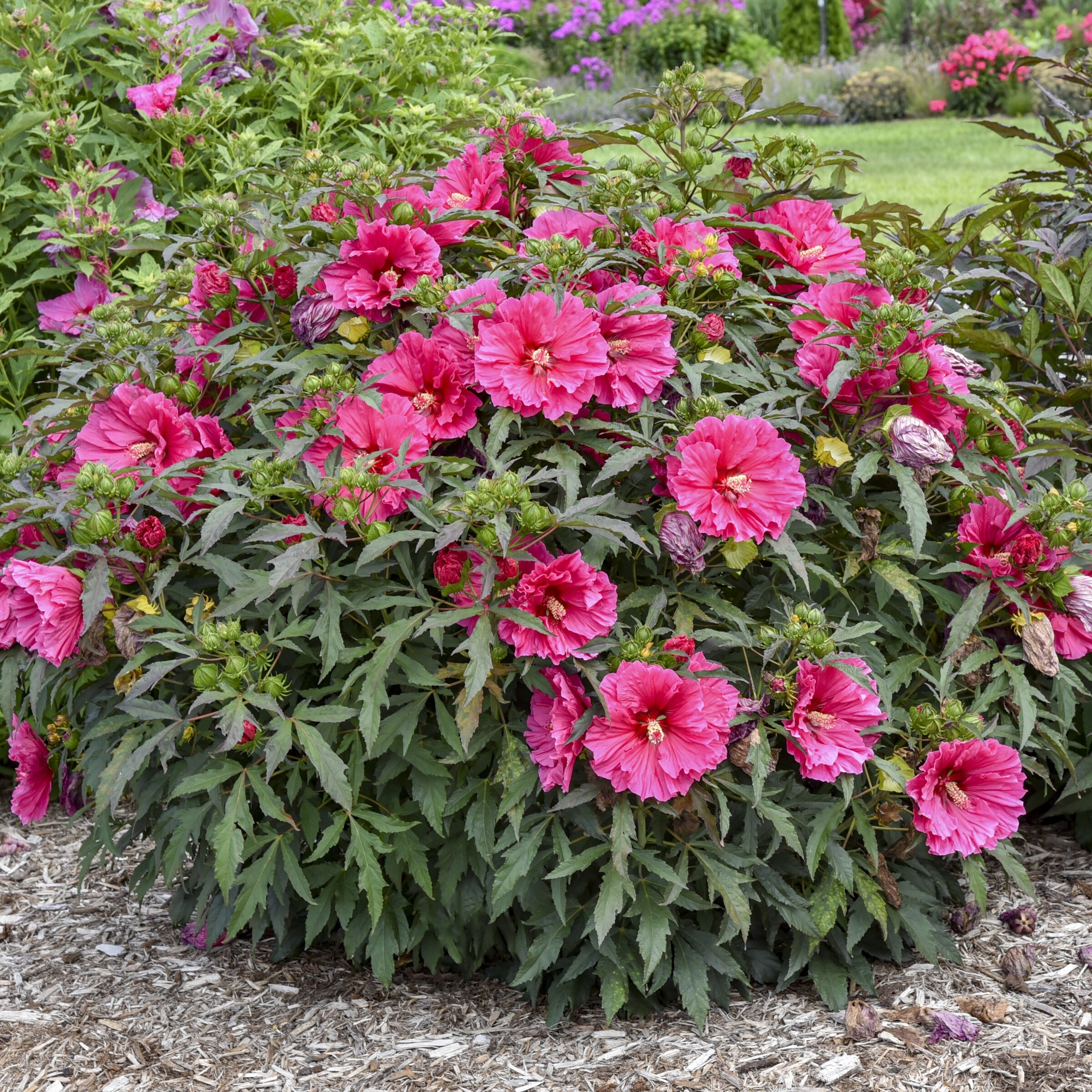 National Plant Network LW1543 perennials - View #4