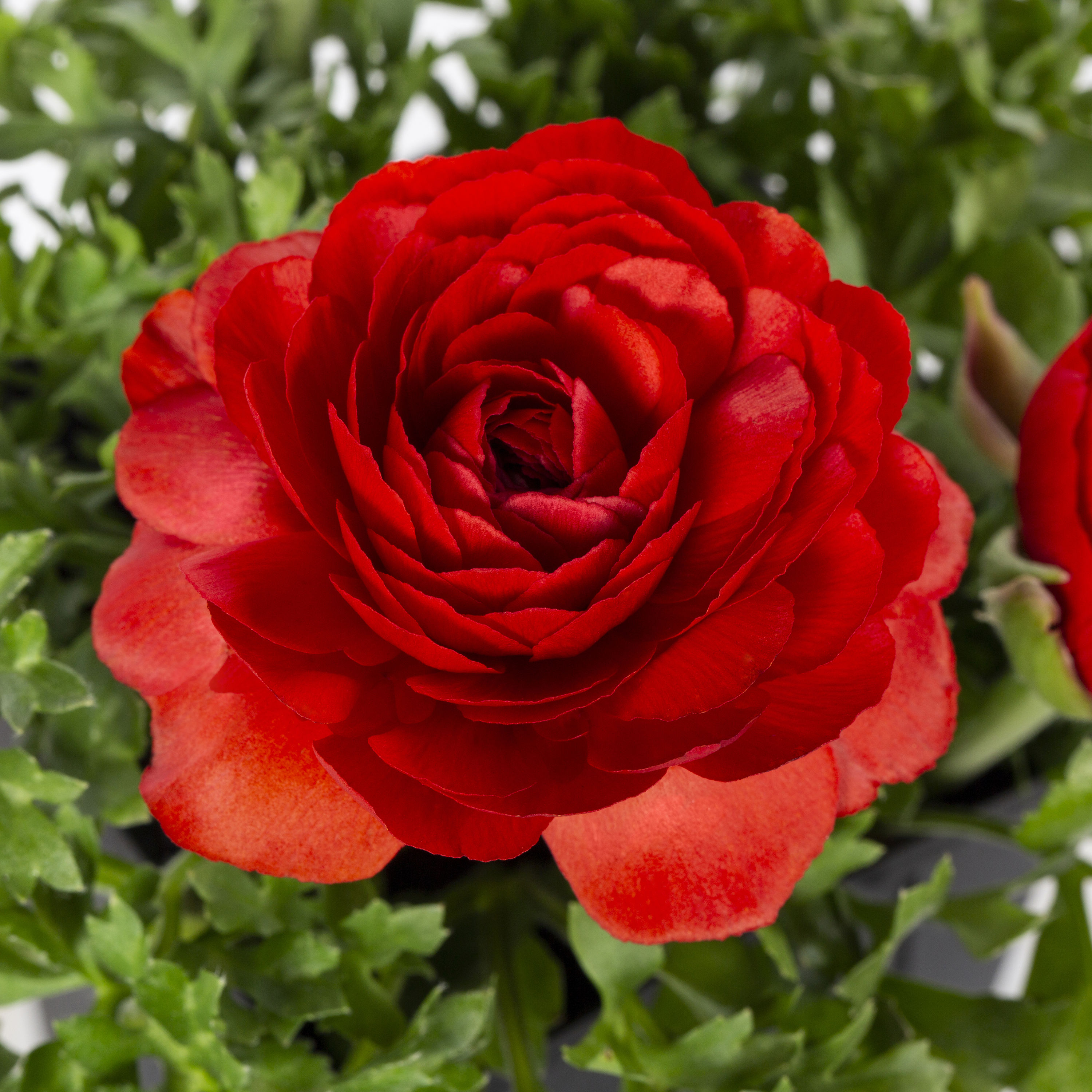 Lowe's NURSERY annuals - View #2