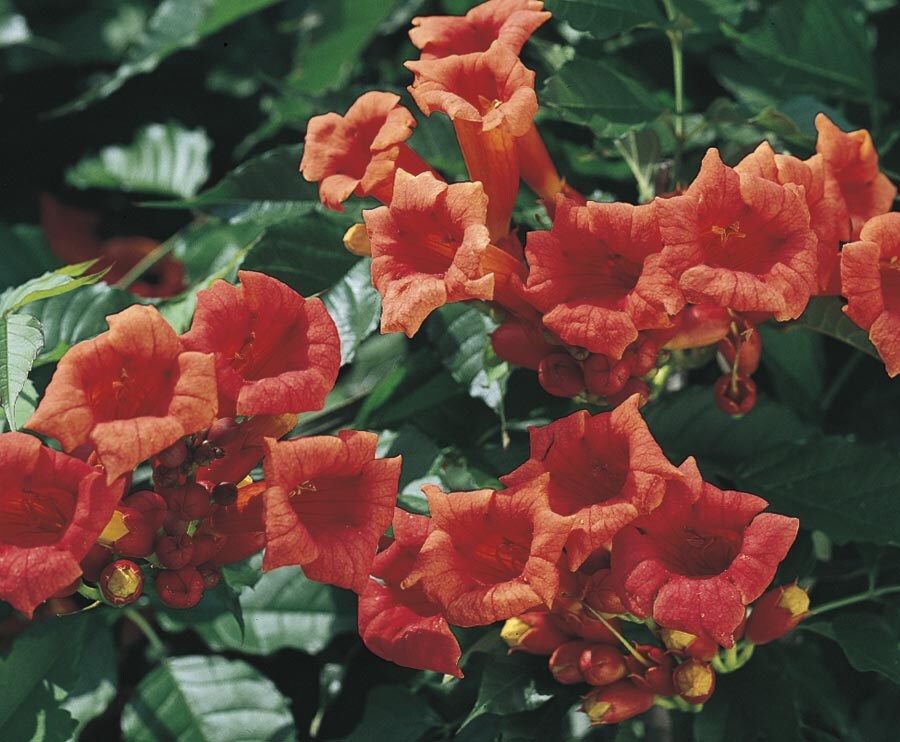 Balboa Sunset Trumpet Vine Vines at Lowes.com