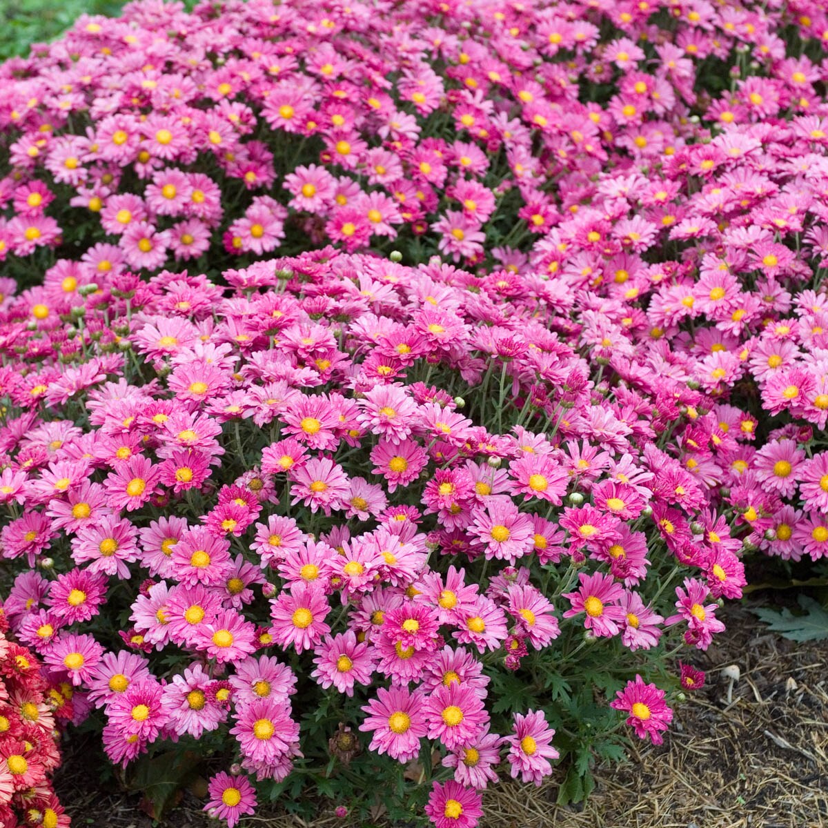 Spring Hill Nurseries 80175 perennials - View #3