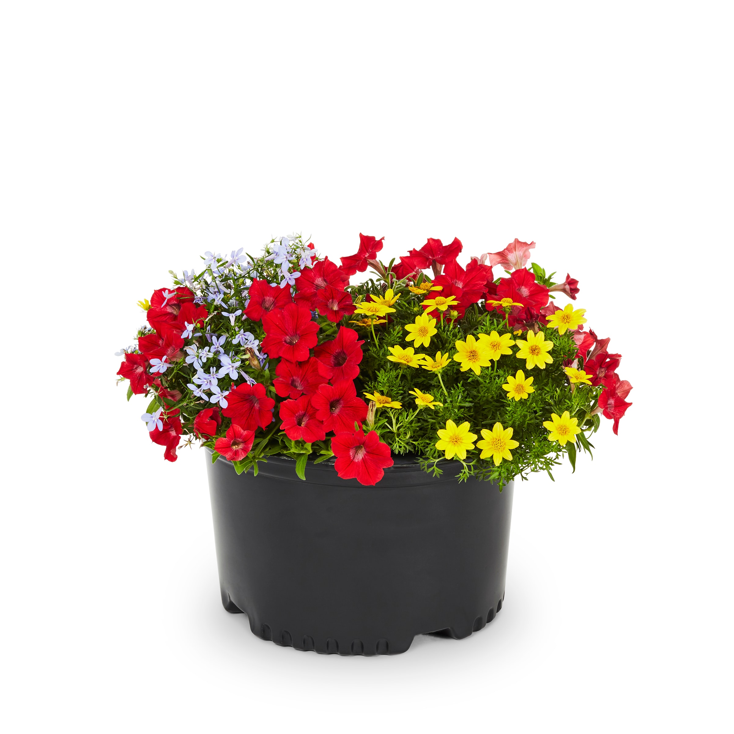 Lowe's NURSERY Multicolor Sun Dance in 1.25-Quart Planter