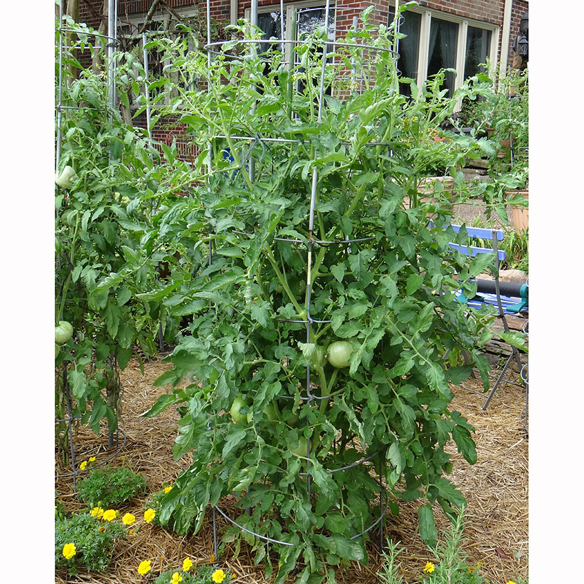 Bonnie Plants 49-311153 Vegetable-Plants - View #4