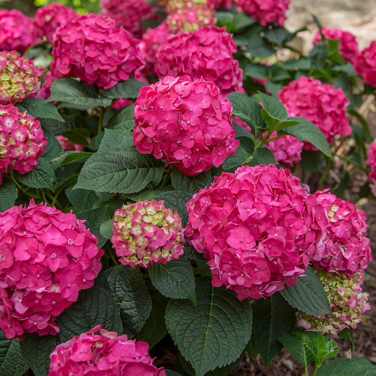 Spring Hill Nurseries 66478 Summer Crush Endless Summer Hydrangea Red Flowering Shrub in 1 Pack(s) Bare Root