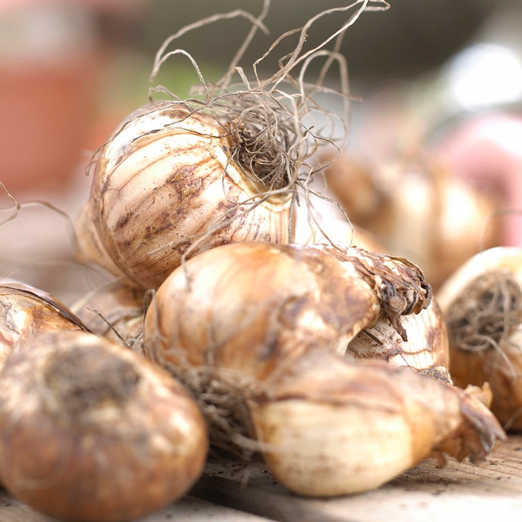 Van Zyverden 88104 Plant-Bulbs - View #3