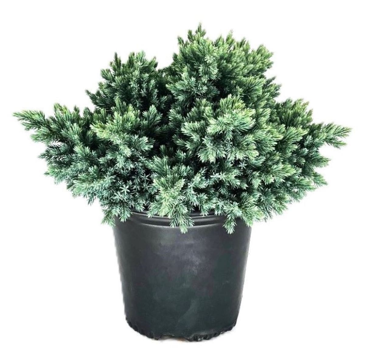  O498002 Blue Star Juniper Accent Shrub in 1.5 -Gallon Pot 1 -Pack