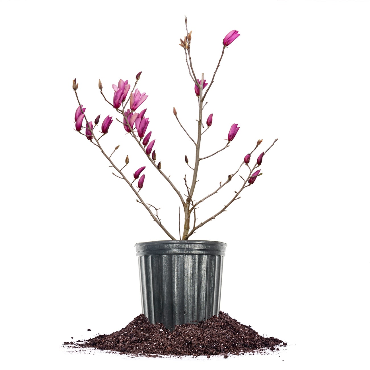 Perfect Plants LOANNMAGNOLIA5G 5 -Gallon Purple Flowering Ann Magnolia In pot (with soil)