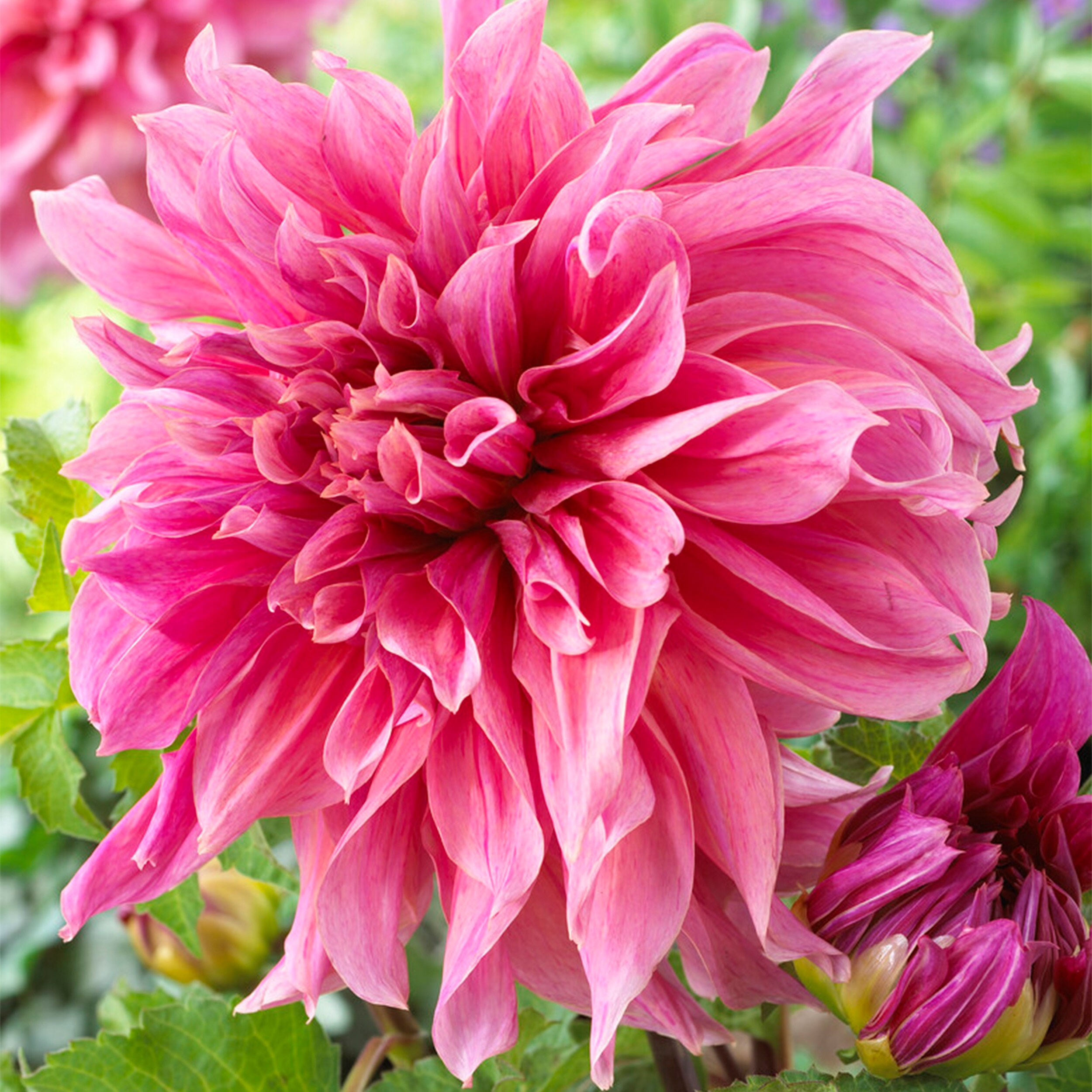 Garden State Bulb ECS-70-08-02 Pink Maki Dinnerplate Dahlia Bulbs 8 Count