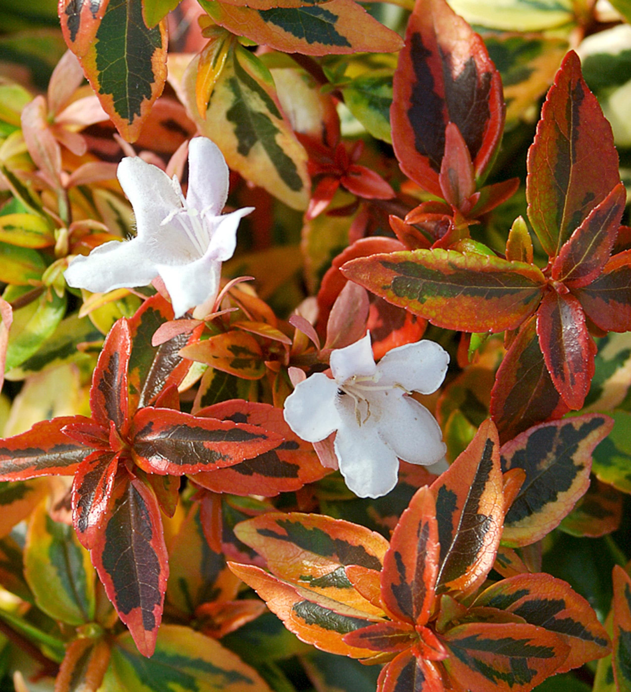 Southern Living Plant Collection 1532-1 shrubs - View #2