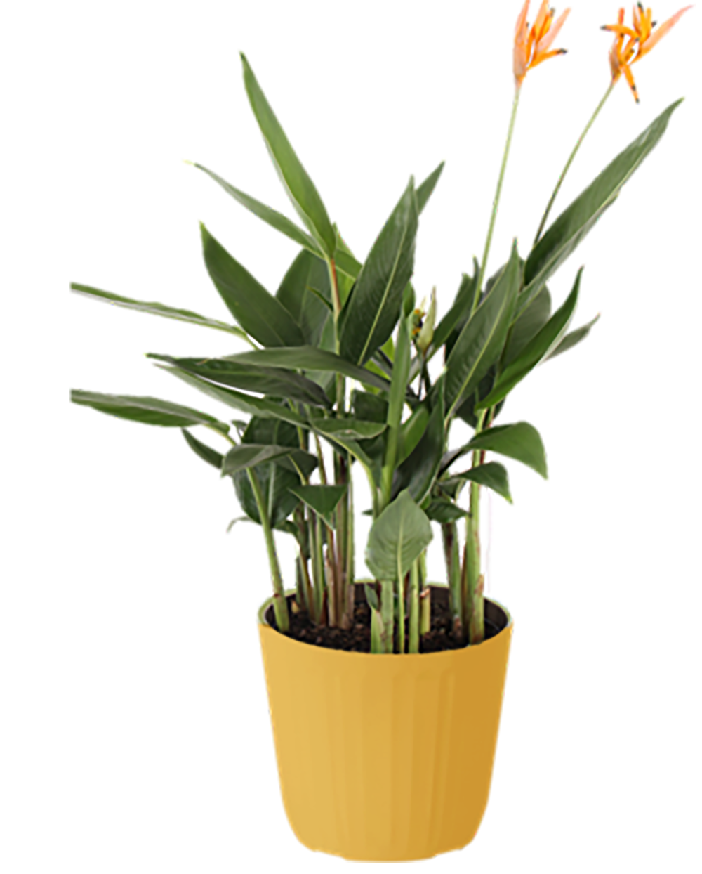 Lowe's 5337713 Feature Shrub in