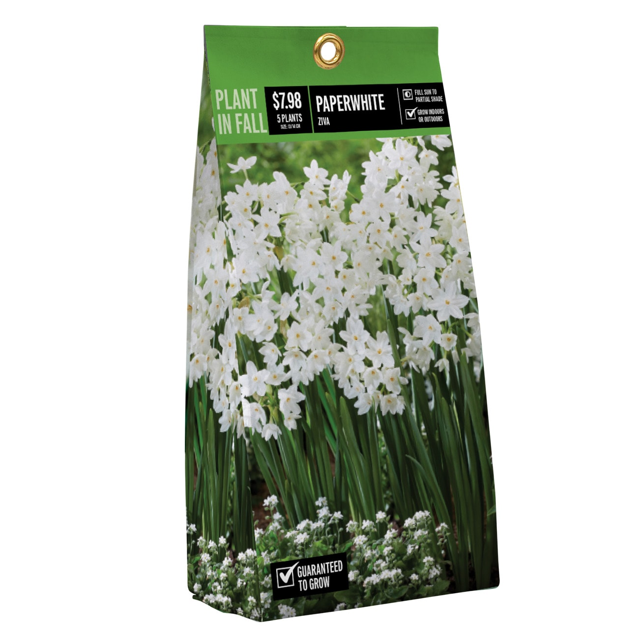  NURSERY PAPERWHITE ZIVA PBS
