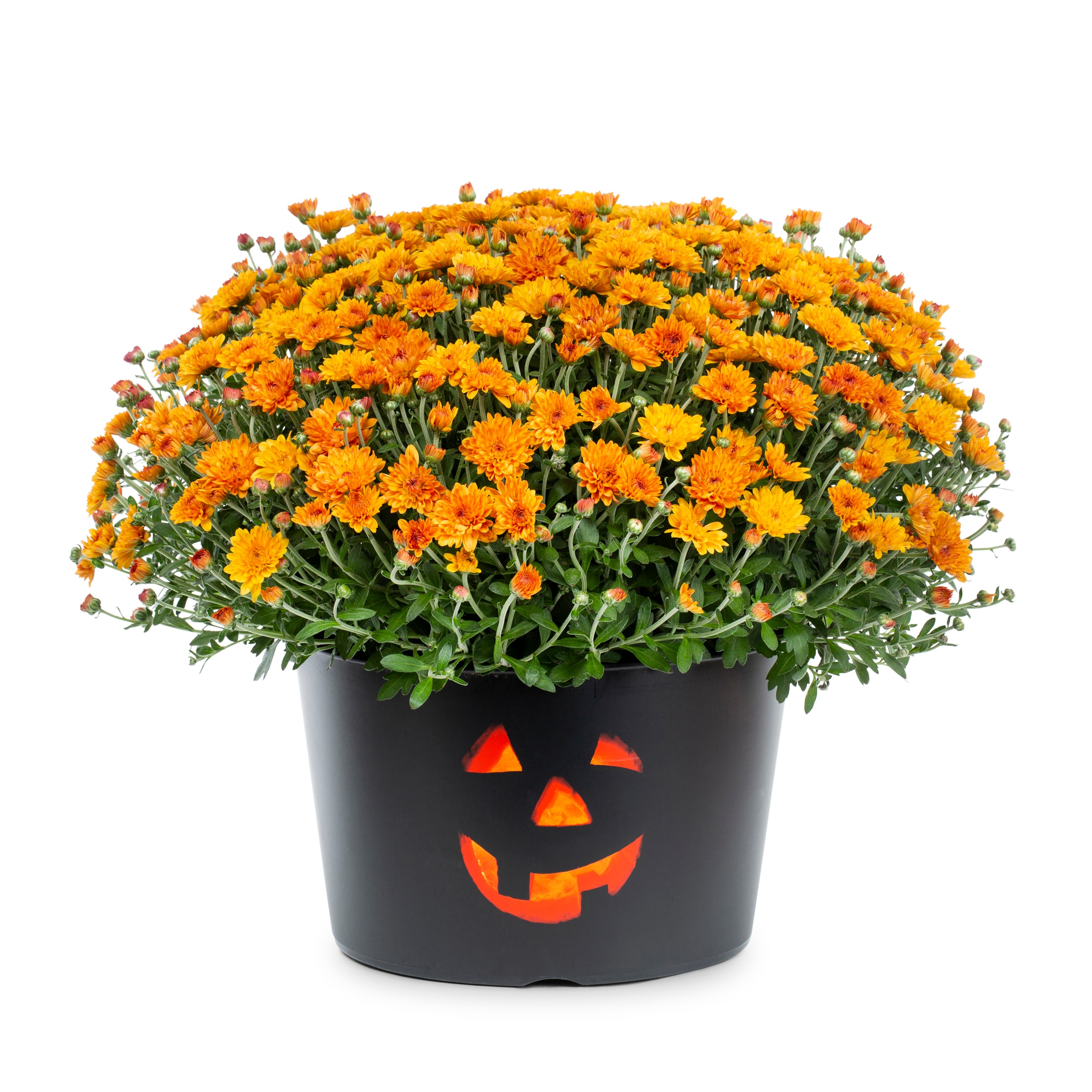 Metrolina Greenhouses 4389 Orange Mum in 1.5 Gallon(s) Planter 1 -Pack