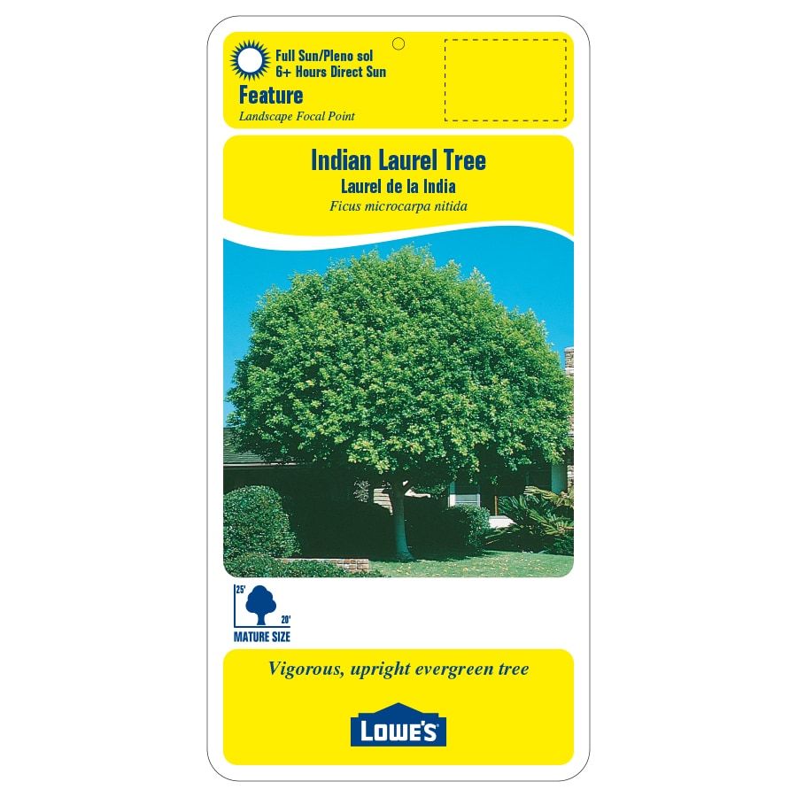 Lowe's NURSERY trees - View #2