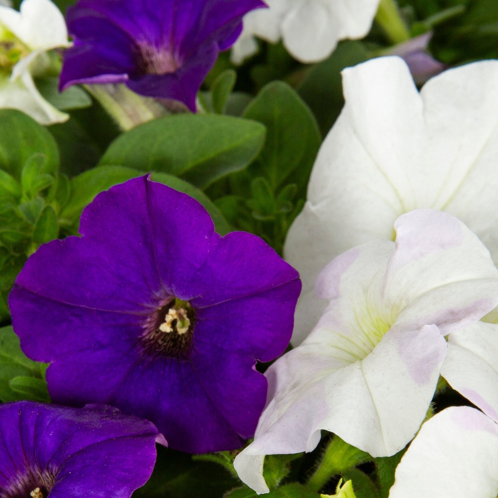 Lowe's 386553 annuals - View #2