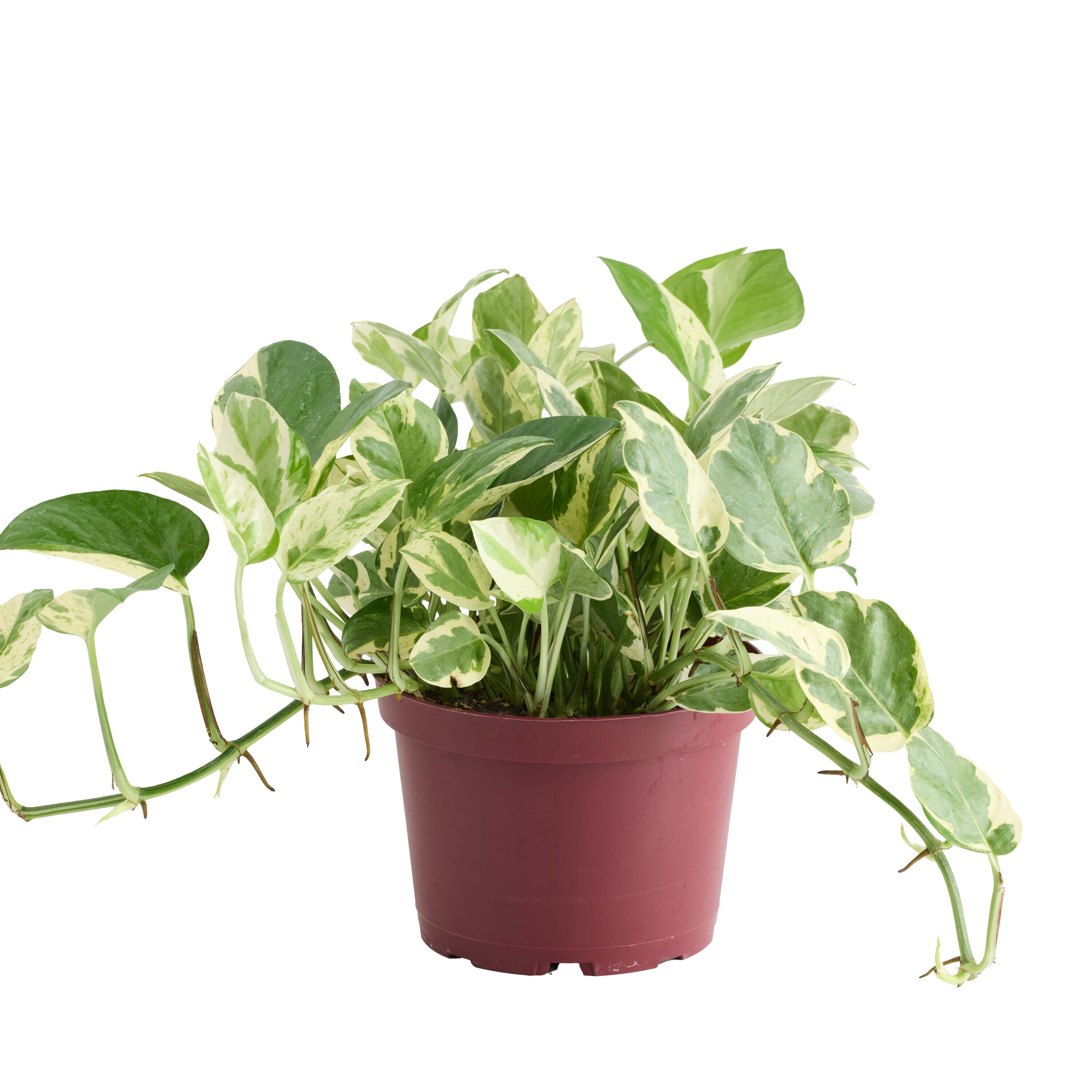 LiveTrends ASB08726 hseplants - View #4