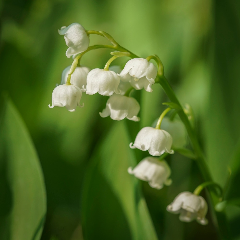 Lily of The Valley l Astounding Fact - Our Breathing Planet