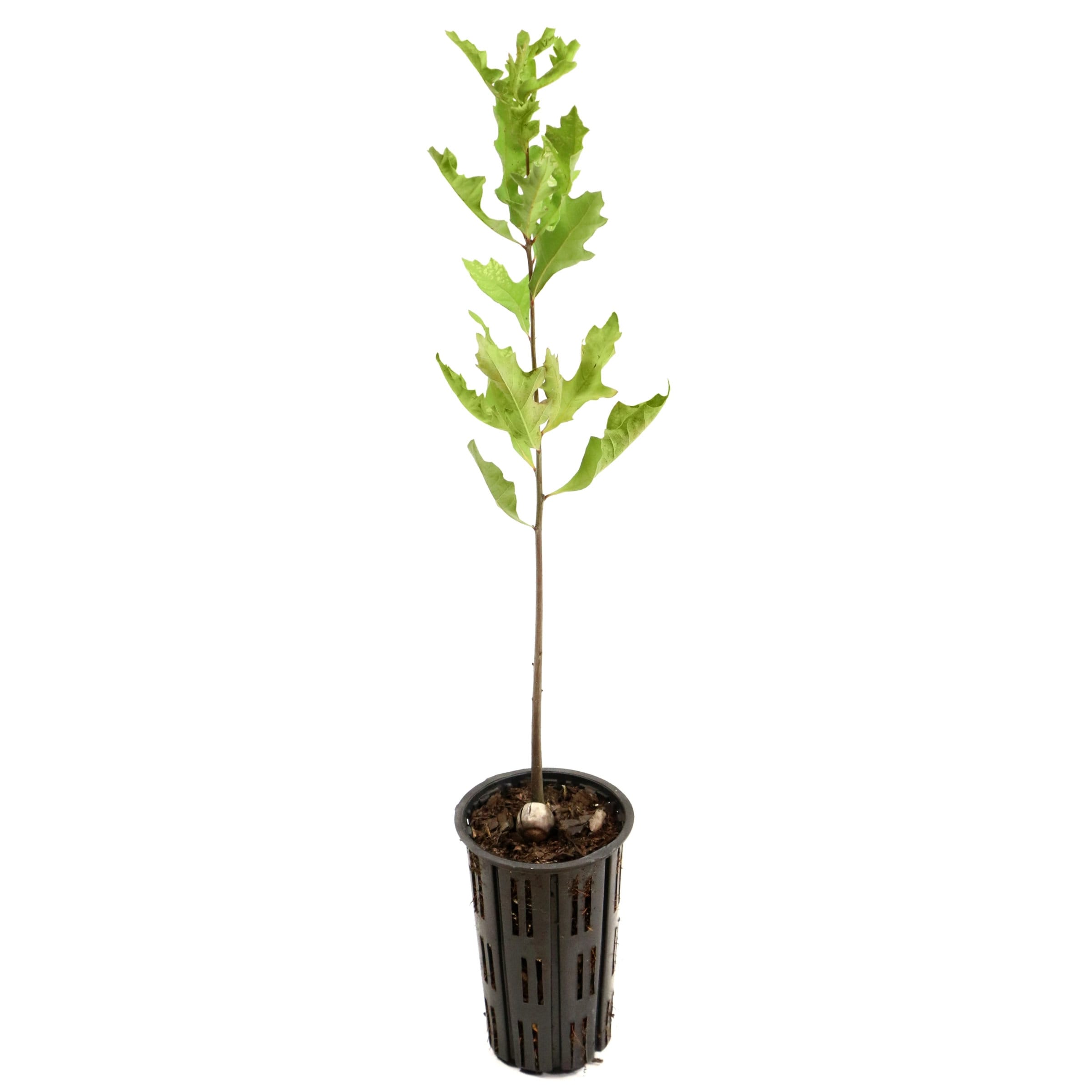 National Plant Network LW3042 15-Pack Shade Nutall Oak Tree In Pot (With Soil)