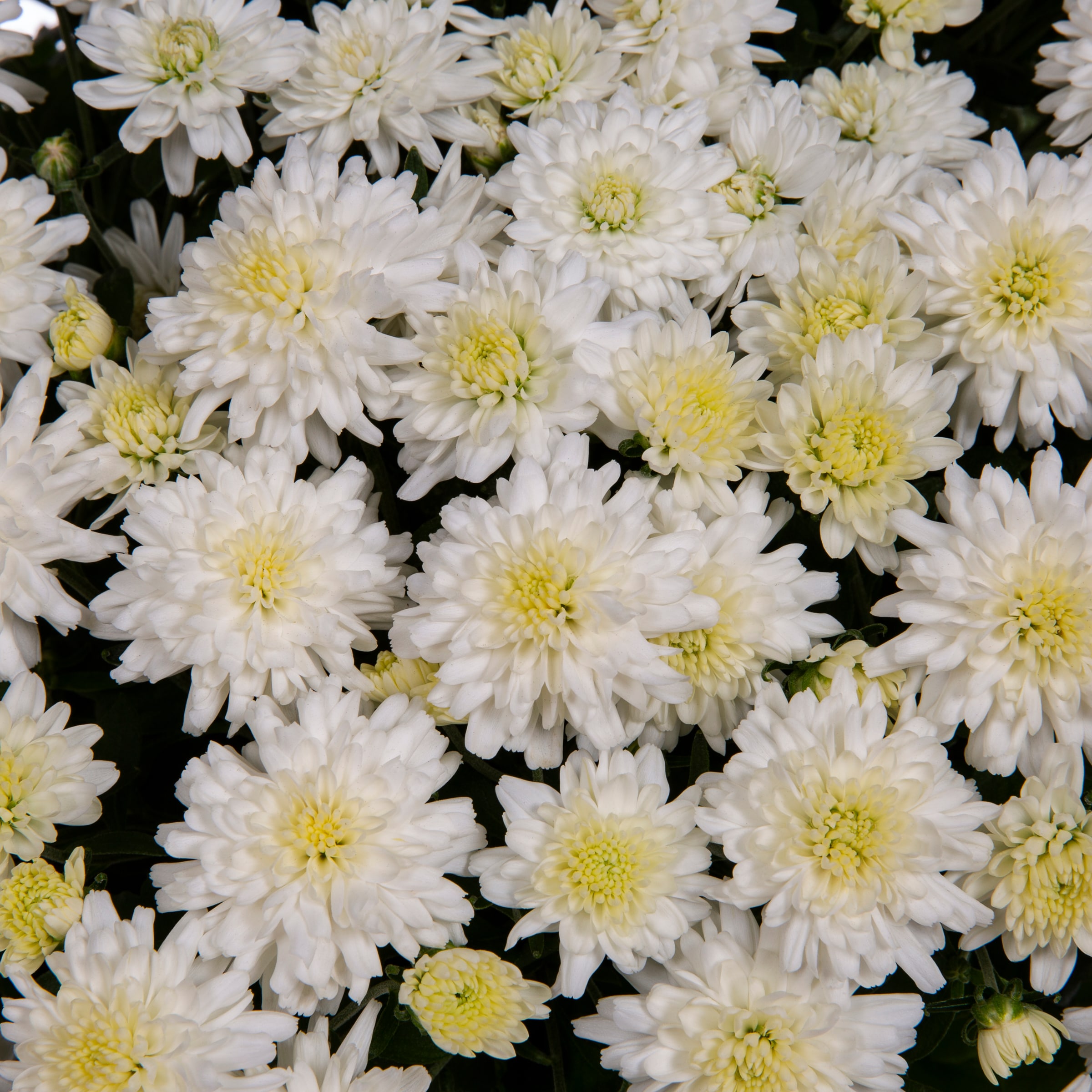 Lowe's NURSERY annuals - View #2