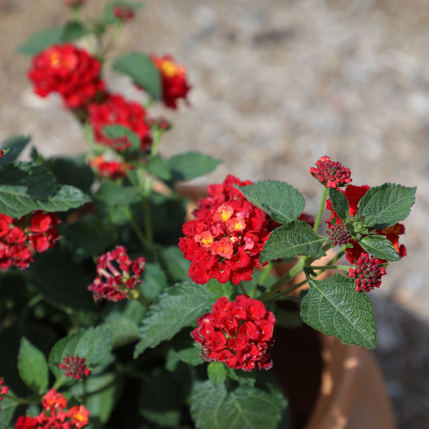 Altman Plants 0881266 annuals - View #6