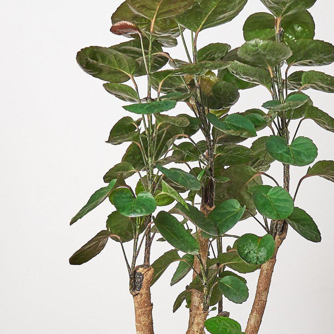 House Plant Shop 6-ARALIA-FABIAN hseplants - View #4