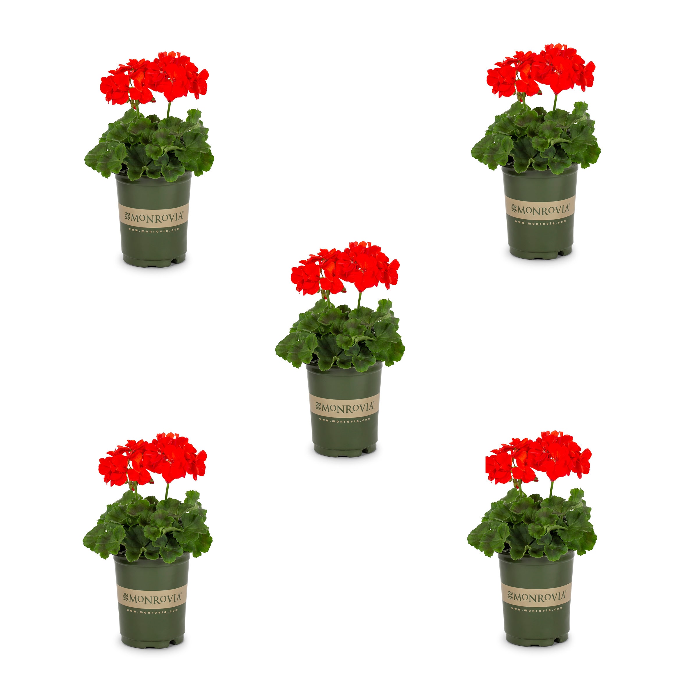 Geranium Full sun (6+ hours direct sun) Plants, Bulbs & Seeds at Lowes.com