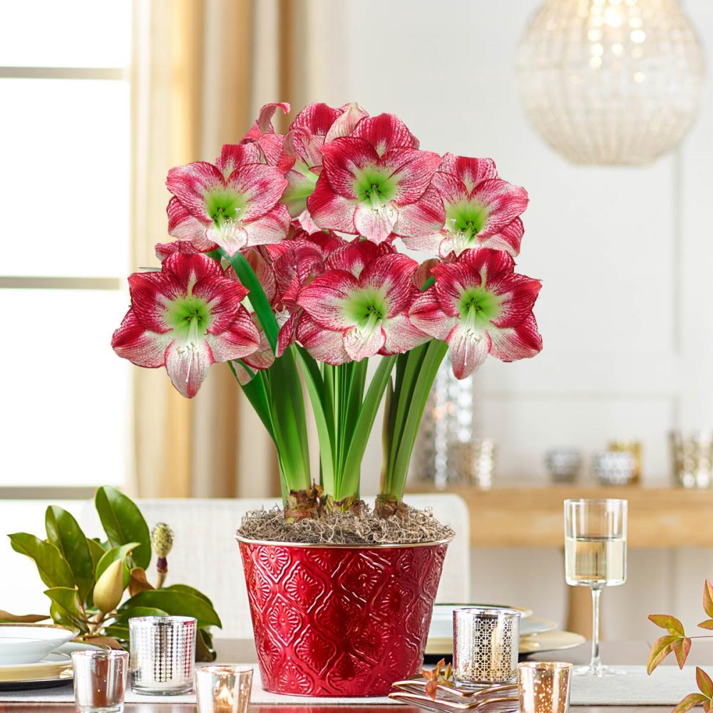 Breck's 3-Pack Multicolor Flamenco Queen Amaryllis Gift Set in 9-in ...