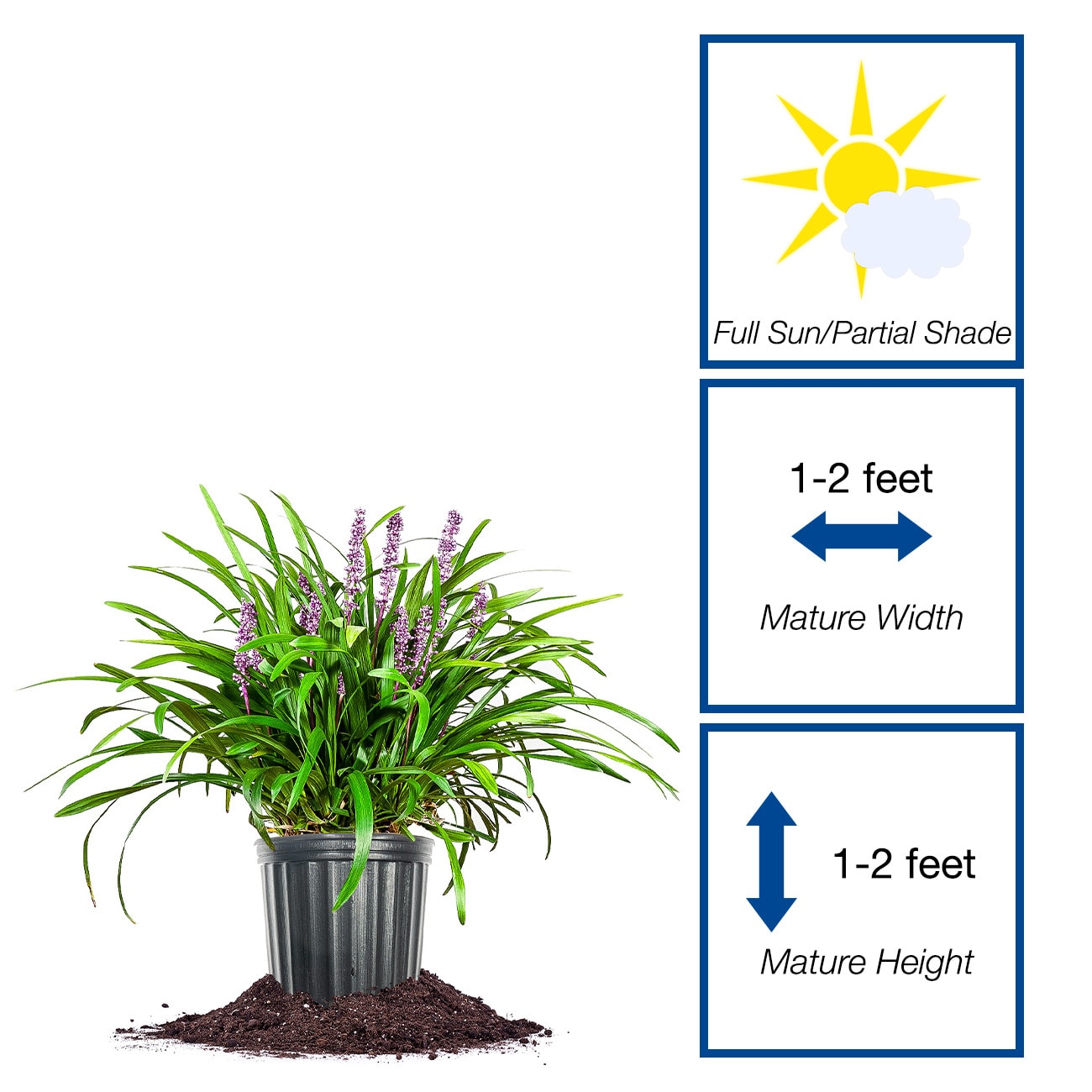 Perfect Plants LOROYALPURPLIRIOPE1G perennials - View #2