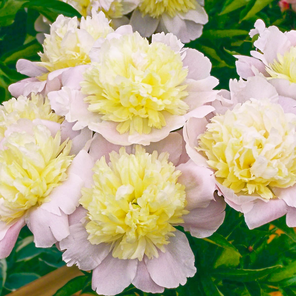Spring Hill Nurseries 64624 Pink Flowering Primavere Peony Perennial Plant Plant in 1 -Pack Bareroot