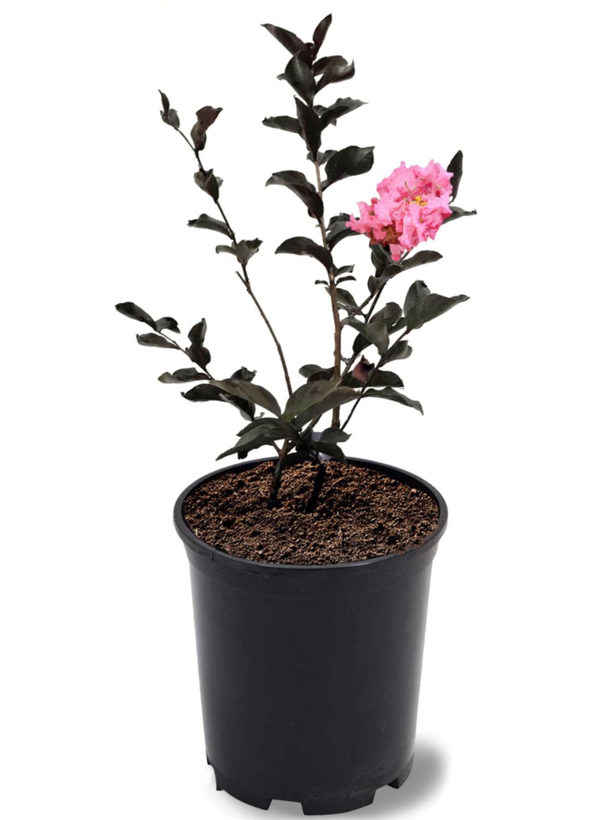 Southern Planters CRMBSP01G 1 -Gallon Pink Flowering Shell Pink Crape Myrtle In pot (with soil)