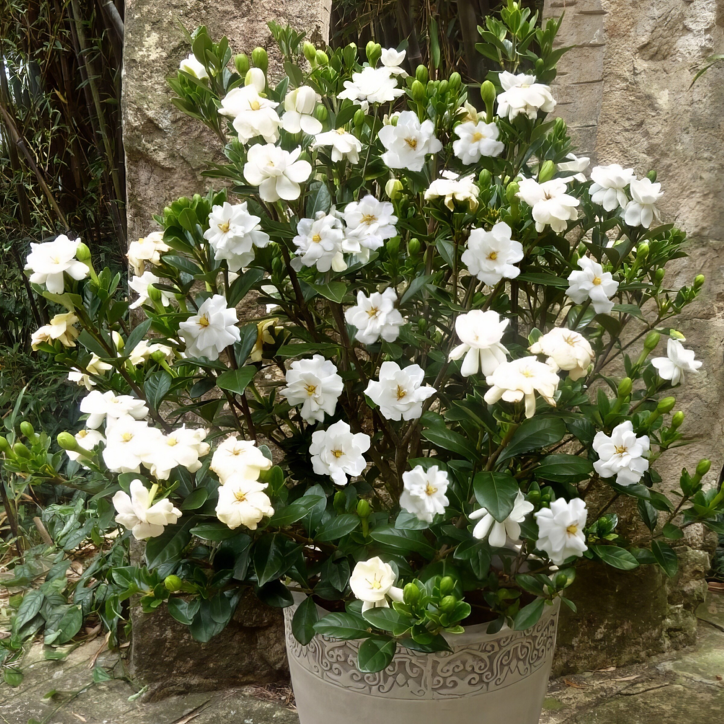 National Plant Network LW1101 shrubs - View #4