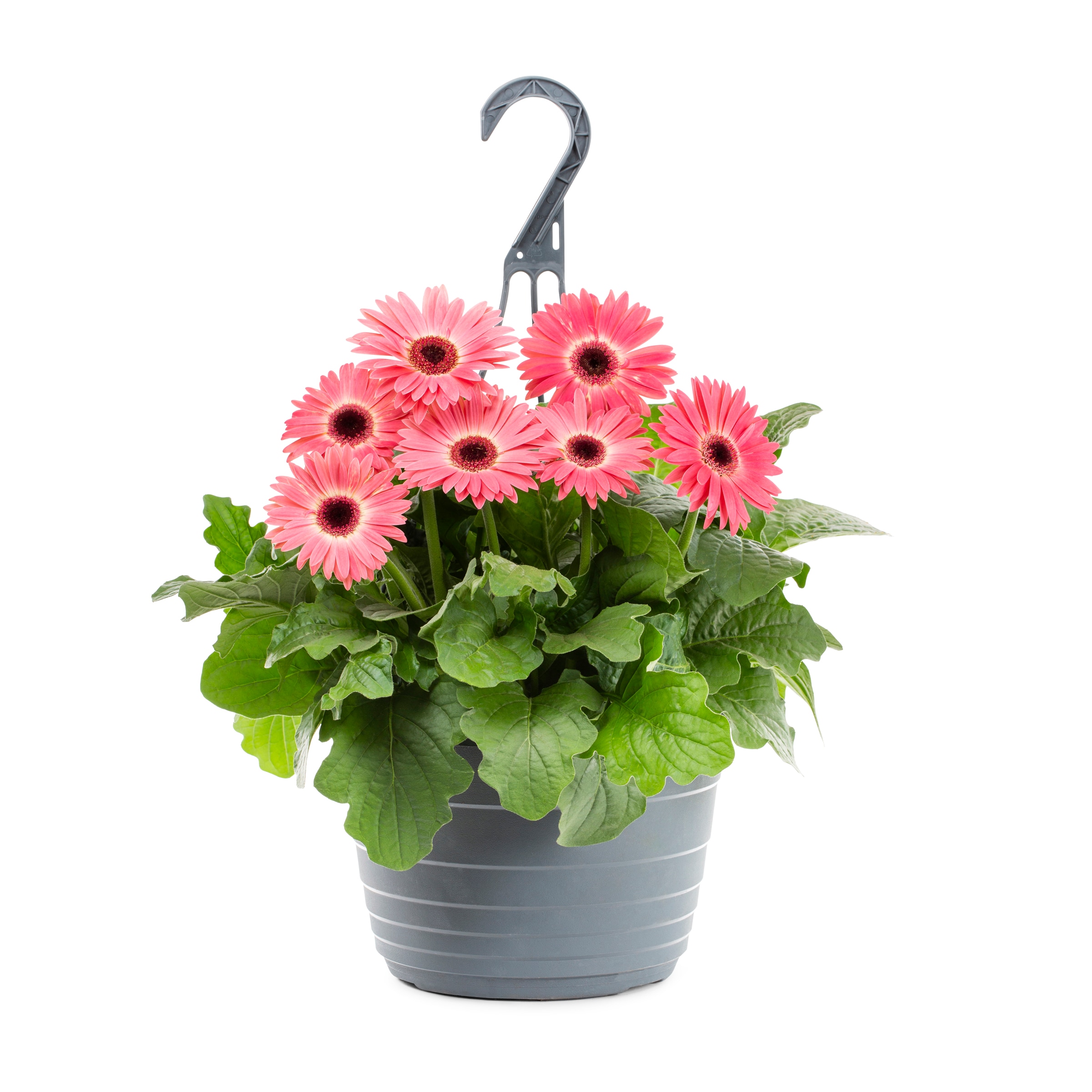 Lowe's 211416 annuals - View #3