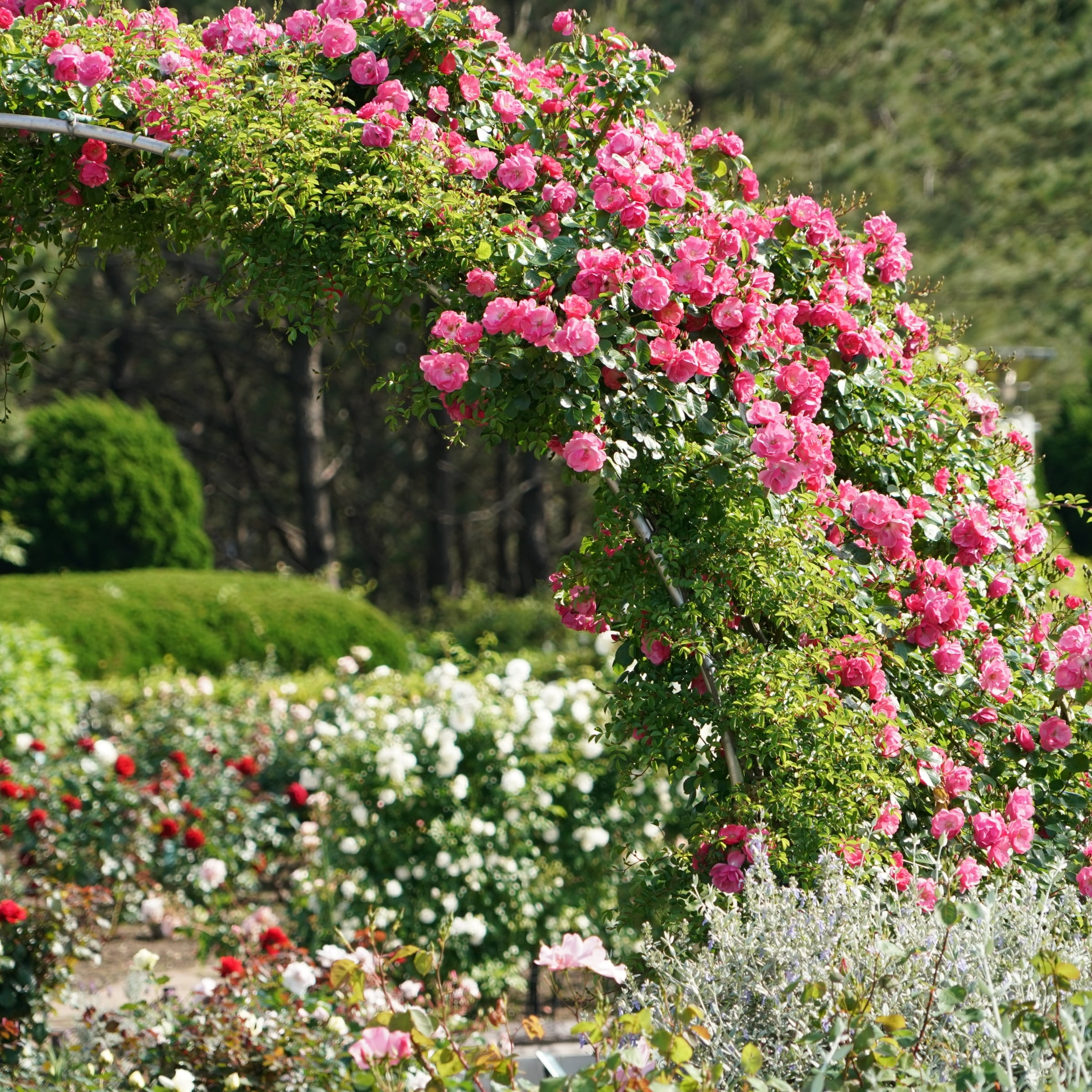 National Plant Network LW1436 roses - View #2