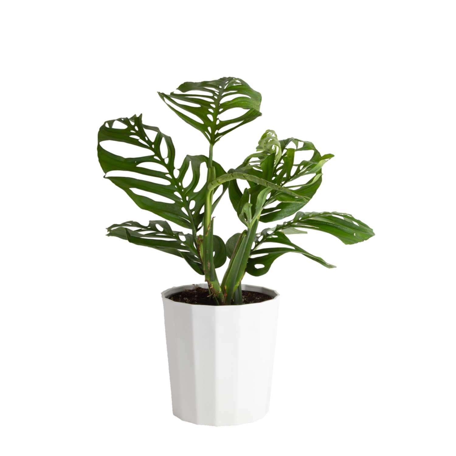 Costa Farms L-MEO-S-FVL-01-LW Monstera Esqueleto House plant in 10 Inch(es) Pot 1 -Pack