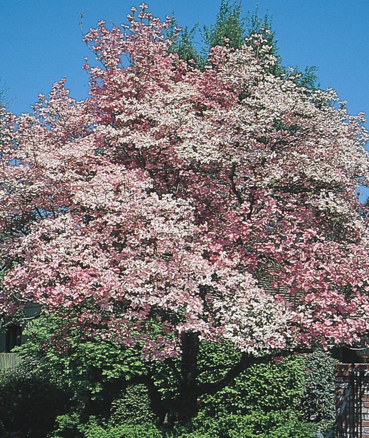 Lowe's NURSERY Pink Flowering Red Flowering Dogwood In Pot (With Soil)