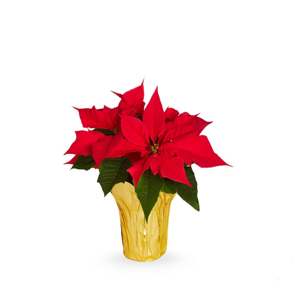 Holiday Living NURSERY Pink Poinsettia in 1 Pint Pot