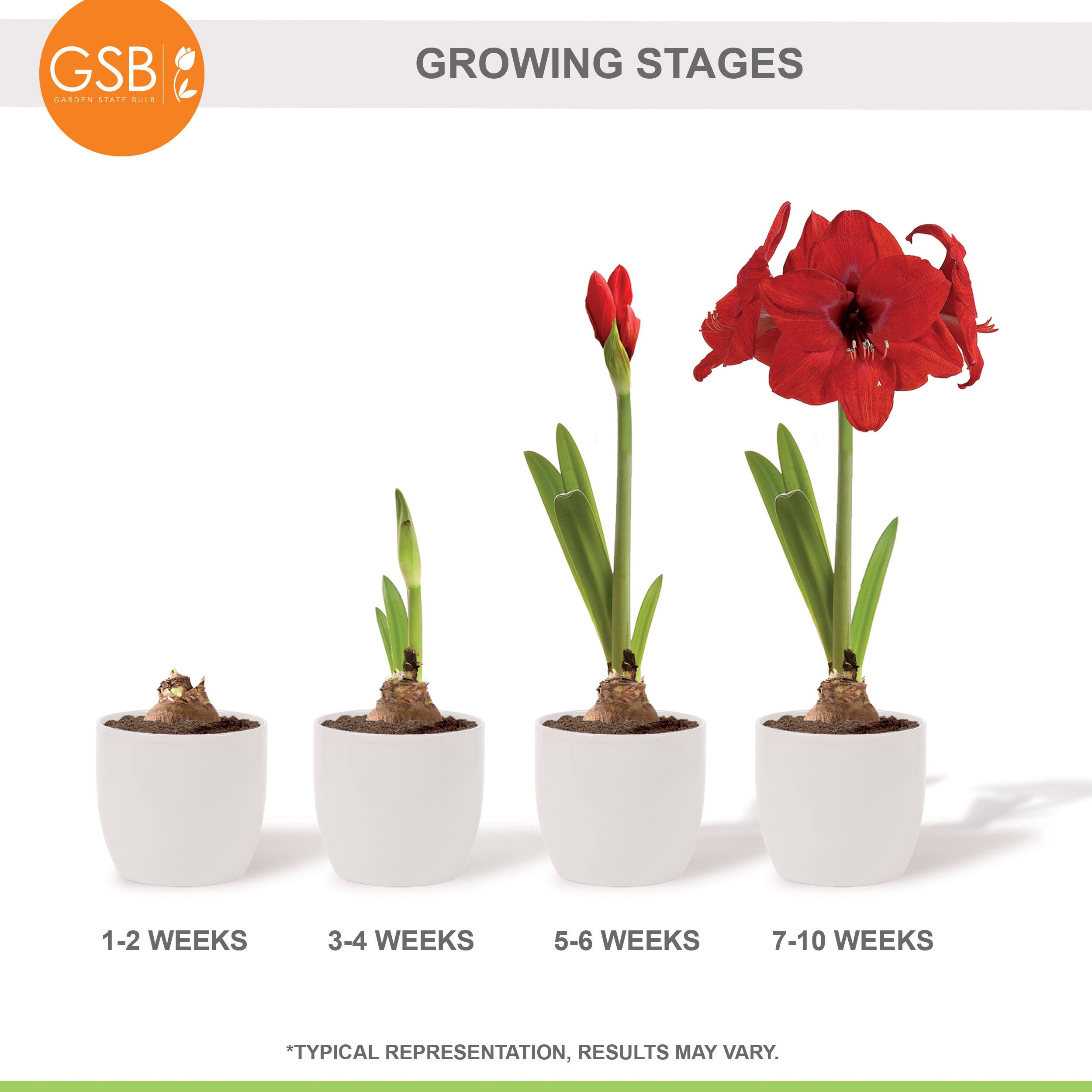 Garden State Bulb ECH-03-06-02 Plant-Bulbs - View #7