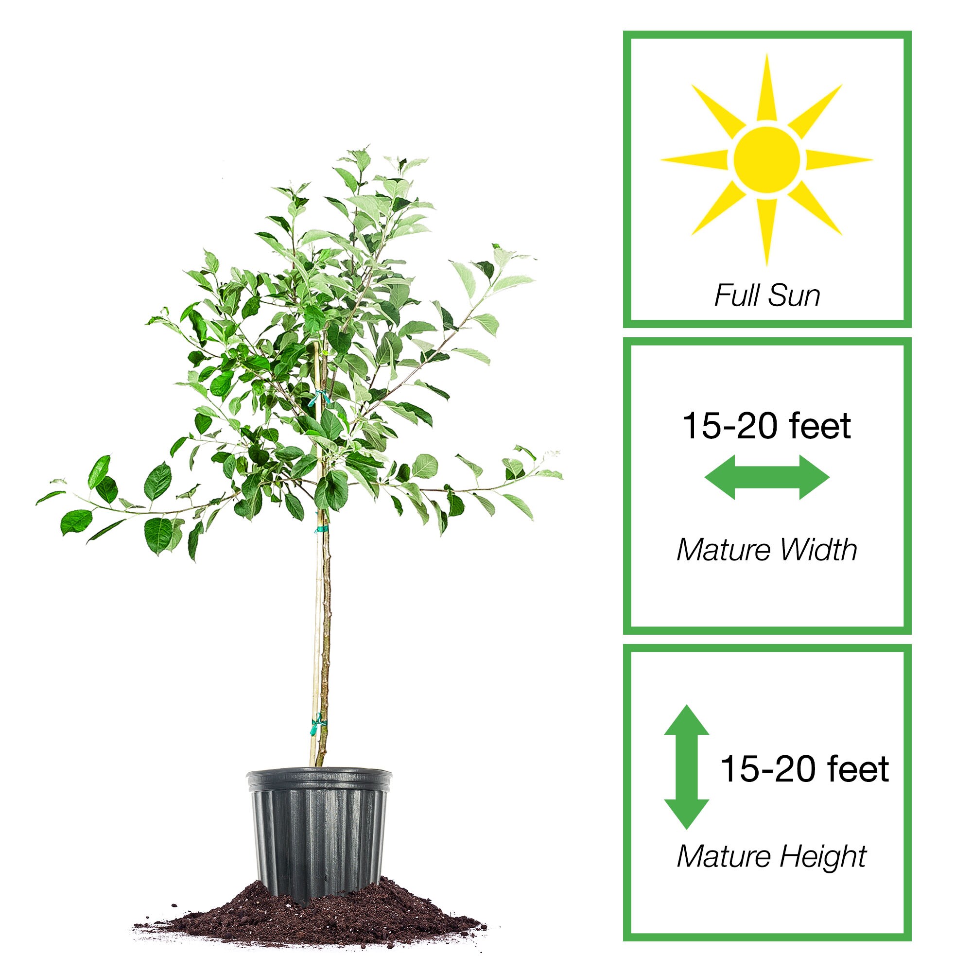 Perfect Plants LOGOLDENDELICIOUS5G trees - View #2