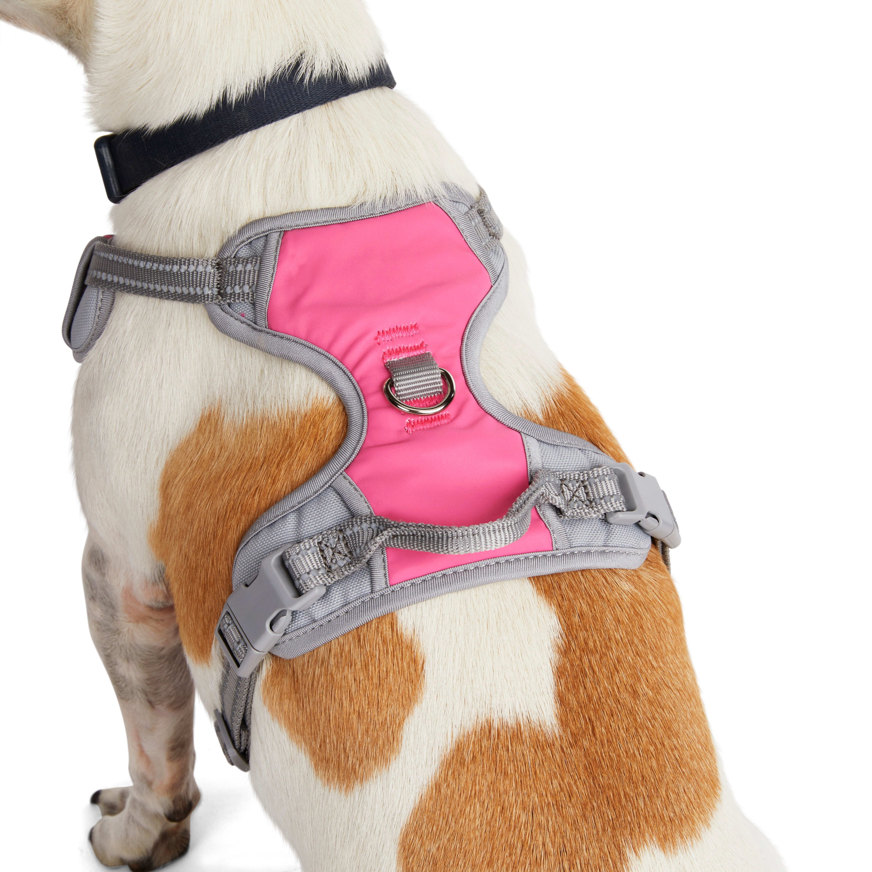 EveryYay 3380150 Dog-Collars-Harnesses - View #5