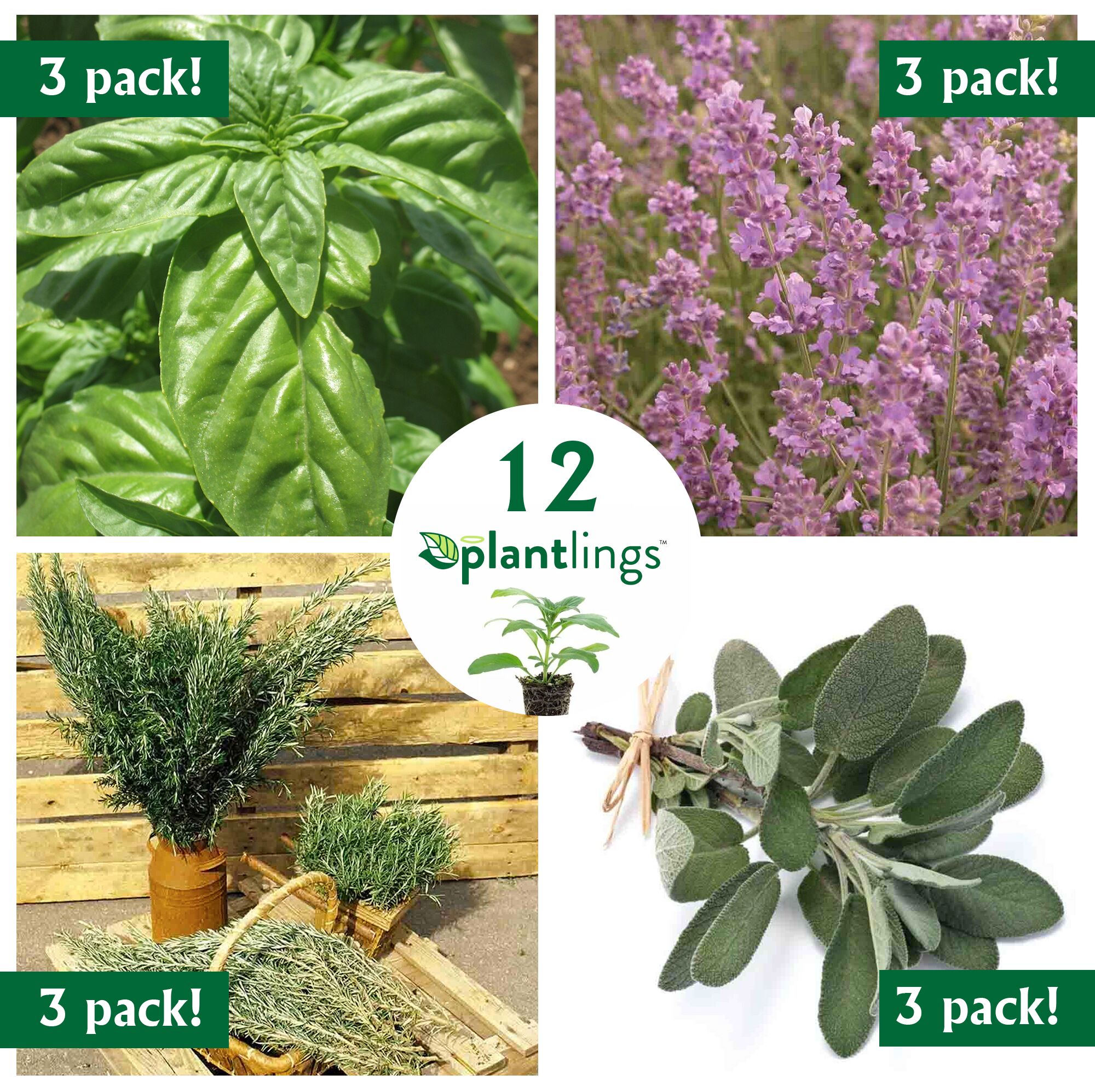 Ferry-Morse Plantlings Live Baby Plants 1-3in. Munstead Lavender , 3-Pack
