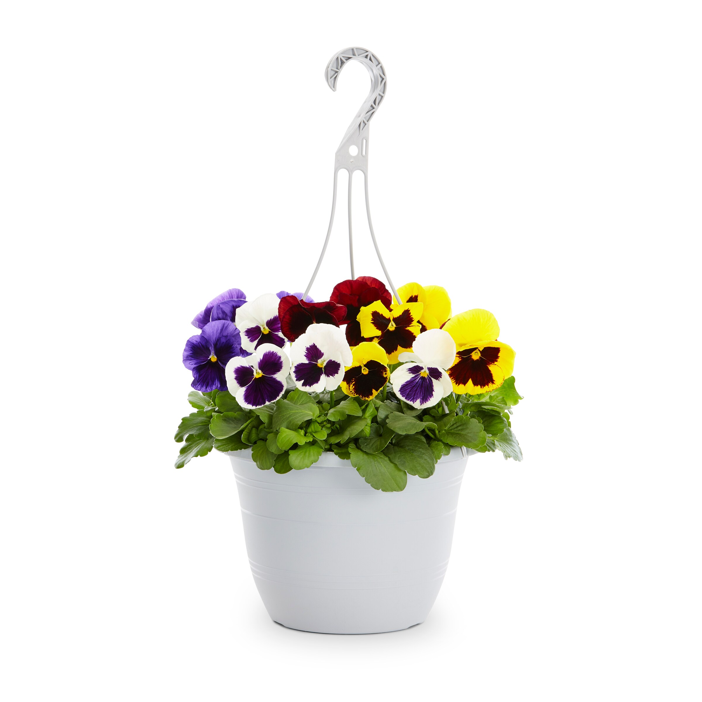 Lowe's NURSERY Multicolor Pansy in 1.5 Gallon(s) Hanging basket 1 -Pack